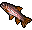 10x Rainbow Trout